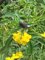 Zosterops borbonicus