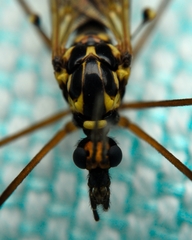 Nephrotoma