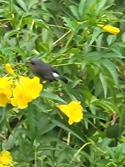 Zosterops borbonicus