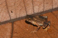 Ingerophrynus parvus