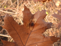 Aceria querci