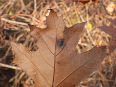 Aceria querci