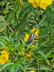 Zosterops borbonicus