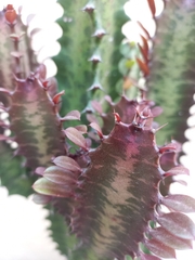 Euphorbia trigona