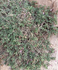 Teucrium intricatum