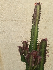 Euphorbia trigona