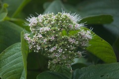 Clerodendrum brachyanthum