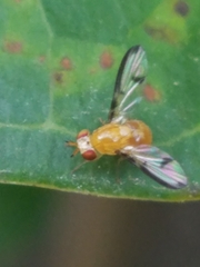 Lauxaniidae