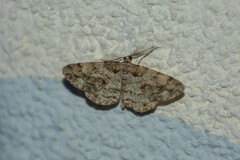 Peribatodes secundaria