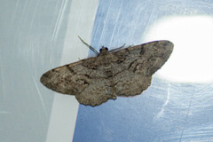 Peribatodes secundaria