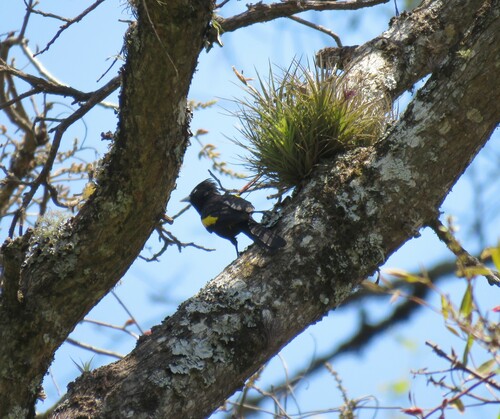 Golden-winged Cacique (Cacicus chrysopterus), photo 9