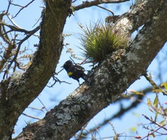Cacicus chrysopterus