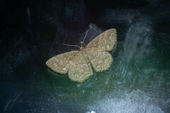 Scopula immorata