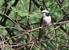 Eurocephalus ruppelli