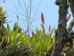Aechmea distichantha