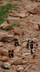 Heliconius melpomene amaryllis