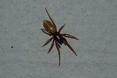 Dysdera