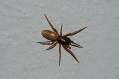 Dysdera