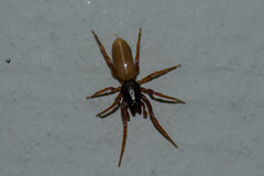 Dysdera