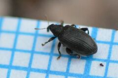 Orchestes fagi