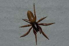 Dysdera