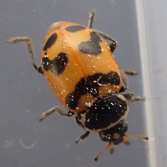 Hippodamia glacialis lecontei