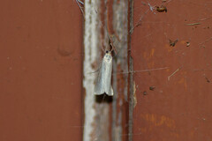 Crambus perlella