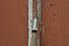Crambus perlella