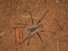 Pavocosa