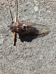 Megatibicen resonans