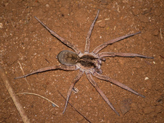 Pavocosa