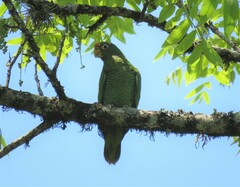 Amazona tucumana