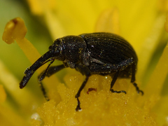 Anthonomus rubi