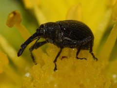 Anthonomus rubi