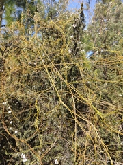 Cassytha paniculata