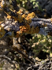 Polycauliona polycarpa