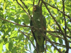 Amazona tucumana
