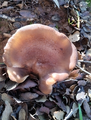 Hohenbuehelia petaloides