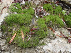 Cinclidotus riparius