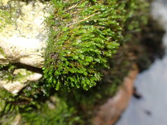 Cinclidotus riparius