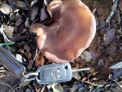 Hohenbuehelia petaloides