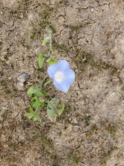 Ipomoea hederacea