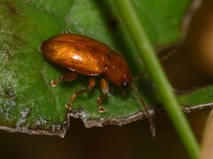 Sphaeroderma testaceum