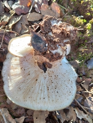 Hohenbuehelia petaloides