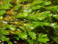 Cinclidotus riparius