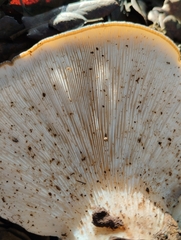 Hohenbuehelia petaloides