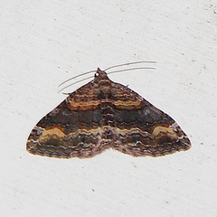 Epyaxa lucidata