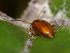 Sphaeroderma testaceum