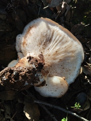 Hohenbuehelia petaloides