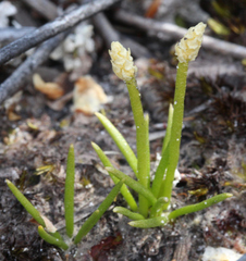 Phylloglossum drummondii